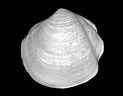 Image result for "thyasira Gouldi". Size: 123 x 96. Source: www.marlin.ac.uk