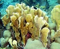 Image result for "millepora Complanata". Size: 119 x 96. Source: www.reefguide.org