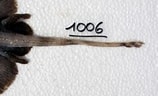 Afbeeldingsresultaten voor Neoraja caerulea Anatomie. Grootte: 158 x 96. Bron: shark-references.com