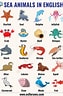 Image result for Sea Creatures List. Size: 63 x 96. Source: educationpictureanimal.blogspot.com