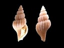 Afbeeldingsresultaten voor "trophon Muricatus". Grootte: 127 x 96. Bron: www.sub-vidayfoto.com