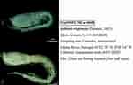 Image result for "iphinoe Trispinosa". Size: 150 x 96. Source: www.gbif.org