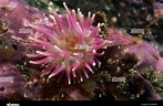 Image result for Urticina anemone. Size: 147 x 96. Source: www.alamy.com