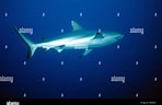 Image result for "carcharhinus Wheeleri". Size: 148 x 96. Source: www.alamy.com