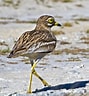 Image result for Eurasian Stone-curlew. Size: 89 x 96. Source: www.birdguides.com