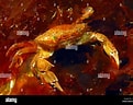 Image result for "liocarcinus Holsatus". Size: 121 x 96. Source: www.alamy.com