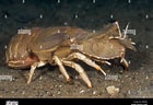 Afbeeldingsresultaten voor "scyllarides Tridacnophaga". Grootte: 140 x 96. Bron: www.alamy.com