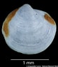 Image result for "thyasira Gouldi". Size: 83 x 96. Source: naturalhistory.museumwales.ac.uk