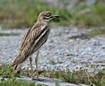 Image result for Eurasian Stone-curlew. Size: 117 x 96. Source: natureguide.gr