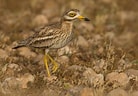 Image result for Eurasian Stone-curlew. Size: 138 x 96. Source: www.featherbase.info