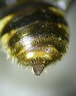 "thysanopoda Obtusifrons" എന്നതിനുള്ള ഇമേജ് ഫലം. വലിപ്പം: 76 x 96. ഉറവിടം: www.flickr.com