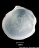 Image result for "thyasira Gouldi". Size: 79 x 96. Source: naturalhistory.museumwales.ac.uk