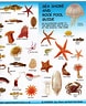 Image result for Sea Creatures List. Size: 78 x 96. Source: www.pinterest.com