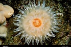 Image result for Urticina anemone. Size: 145 x 96. Source: www.alamy.com