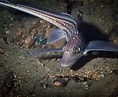Image result for "chimaera Monstrosa". Size: 118 x 97. Source: www.seawater.no