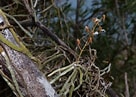 Image result for Diastylis cornuta. Size: 136 x 97. Source: orchidable.ch
