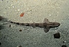 Image result for Longfin Catshark. Size: 140 x 97. Source: fity.club