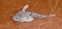 Image result for "benthophilus Stellatus". Size: 204 x 97. Source: uk.inaturalist.org