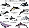 Image result for Dolphin Types. Size: 101 x 97. Source: rogerdhall.deviantart.com