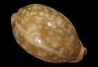 Image result for "chrysallida Nivosa". Size: 143 x 97. Source: www.gcshells.be