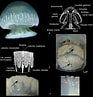 Afbeeldingsresultaten voor Chiropsalmus quadrumanus Klasse. Grootte: 93 x 97. Bron: www.researchgate.net