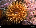 Image result for Urticina anemone. Size: 124 x 97. Source: www.alamy.com