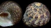Image result for "gibbula Pennanti". Size: 175 x 97. Source: alchetron.com