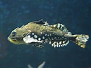 Image result for Myoxocephalus quadricornis. Size: 129 x 97. Source: tintorero-wwwartesdepesca.blogspot.com