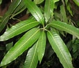 Image result for "evermannella Indica". Size: 114 x 97. Source: www.onlineplantguide.com