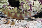 Image result for Amblyeleotris. Size: 145 x 97. Source: digital-reefs.com