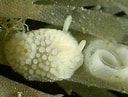 Image result for "onchidoris Muricata". Size: 128 x 97. Source: www.habitas.org.uk