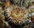Image result for Urticina anemone. Size: 119 x 97. Source: www.shutterstock.com