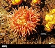 Image result for Urticina anemone. Size: 110 x 97. Source: www.alamy.com