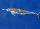 Image result for "stenella Longirostris". Size: 130 x 97. Source: www.ozanimals.com