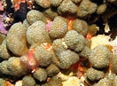 Image result for "madracis Decactis". Size: 132 x 97. Source: reefguide.org