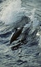 Image result for "stenella Longirostris". Size: 60 x 97. Source: photos.com