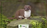 Afbeeldingsresultaten voor Weasel Breeds. Grootte: 165 x 97. Bron: yourpetplanet.com
