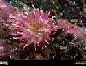 Image result for Urticina anemone. Size: 125 x 97. Source: www.alamy.com
