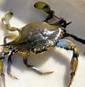 Image result for "callinectes Sapidus". Size: 95 x 97. Source: www.researchgate.net