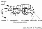 Image result for Corophium arenarium Stam. Size: 140 x 97. Source: doris.ffessm.fr