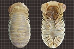 Afbeeldingsresultaten voor Giant Isopod Bug. Grootte: 146 x 97. Bron: www.techexplorist.com