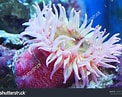 Image result for Urticina anemone. Size: 122 x 97. Source: www.shutterstock.com