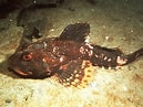 Image result for Myoxocephalus quadricornis. Size: 129 x 97. Source: www.fishbase.se