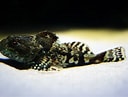 Image result for Myoxocephalus quadricornis. Size: 128 x 97. Source: www.inaturalist.org