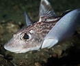 Image result for "chimaera Monstrosa". Size: 117 x 97. Source: www.seawater.no