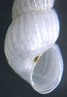 Image result for "chrysallida Nivosa". Size: 67 x 97. Source: www.naturamediterraneo.com