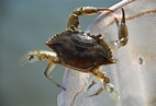 Image result for "callinectes Sapidus". Size: 142 x 97. Source: www.pinterest.com