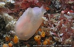 Image result for "ascidia Obliqua". Size: 152 x 97. Source: www.european-marine-life.org