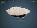 Image result for "chrysallida Nivosa". Size: 128 x 97. Source: collections.museumsvictoria.com.au