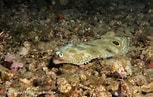 Image result for "microchirus Ocellatus". Size: 153 x 97. Source: inpn.mnhn.fr